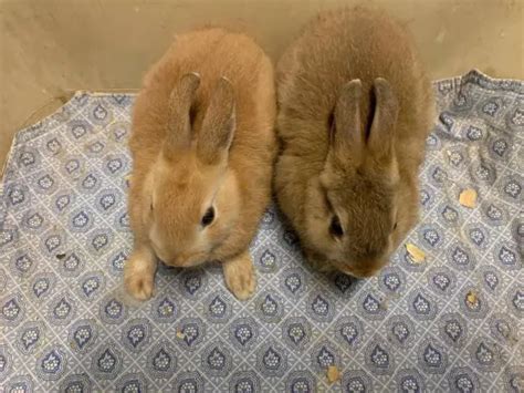 1 day ago · Two female <strong>bunnies</strong> · Hope mills · 1/25. . Bunnies for sale richmond va